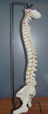 spine